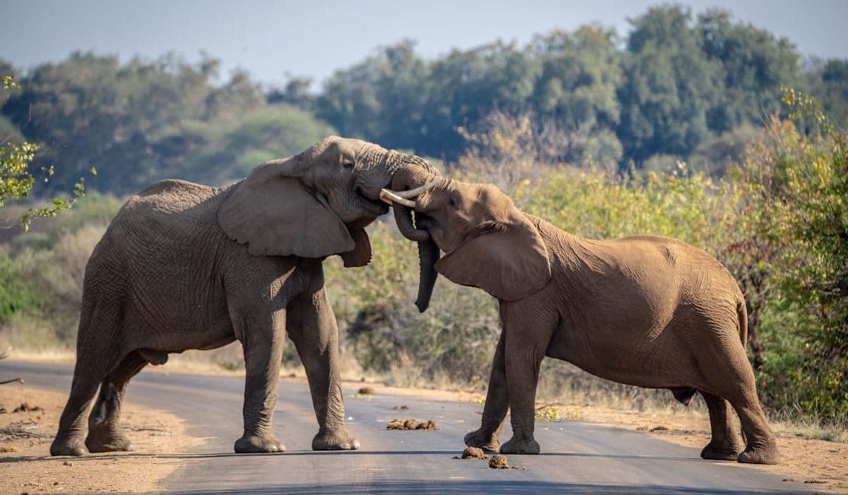 Inside Africa Collective's Drive for Global Partnerships